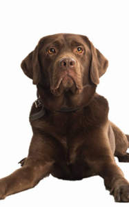 Carlos-Rettungshundestaffel-bergischesland