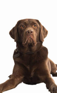 Carlos Rettungshundestaffel Bergisches Land