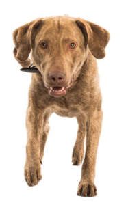 Wilson Wasserortungshund