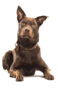 Batu Rettungshund Mantrailer