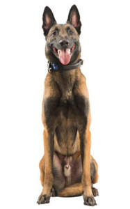 Hunter Rettungshundestaffel Mantrailing