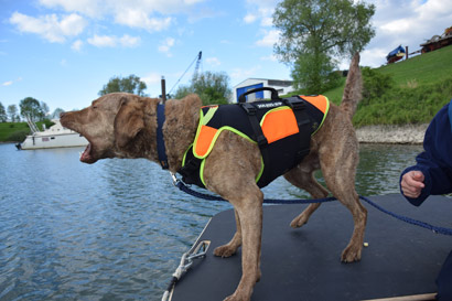 DRV e.V. Ausbildung Wasserortung Hund im Boot mit zwei Hundeführern
