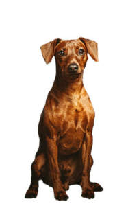 Thyron Rettungshundestaffel Bergisches Land e.V.