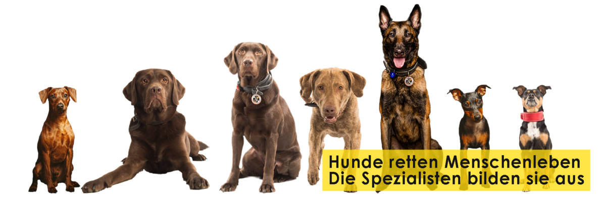titel-rettungshunde-bergisches-land_1280x416-2019-2 Rettungshundestaffel Bergisches Land e.V. Titelbild Startseite